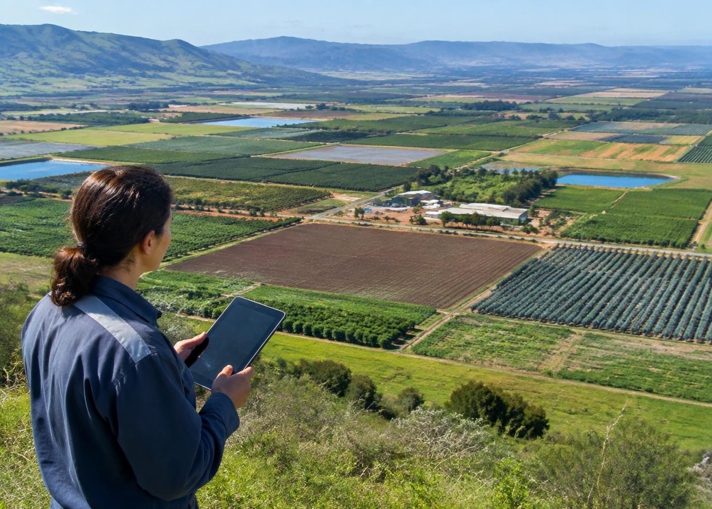 Técnica analizando un paisaje agrícola estructurado con una tableta digital